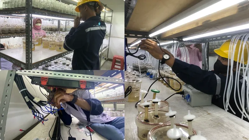Seedling Phenotyping & Autonomous Leaf Counting